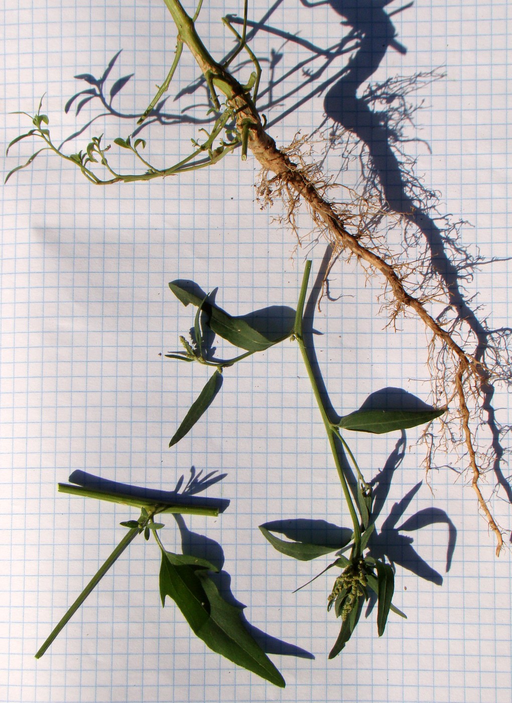 Image of genus Atriplex specimen.