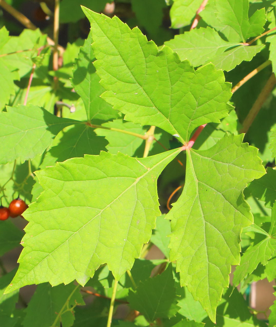 Image of Ampelopsis japonica specimen.