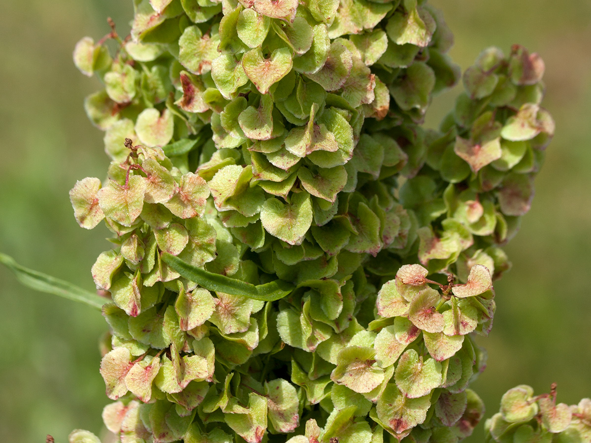 Изображение особи Rumex longifolius.