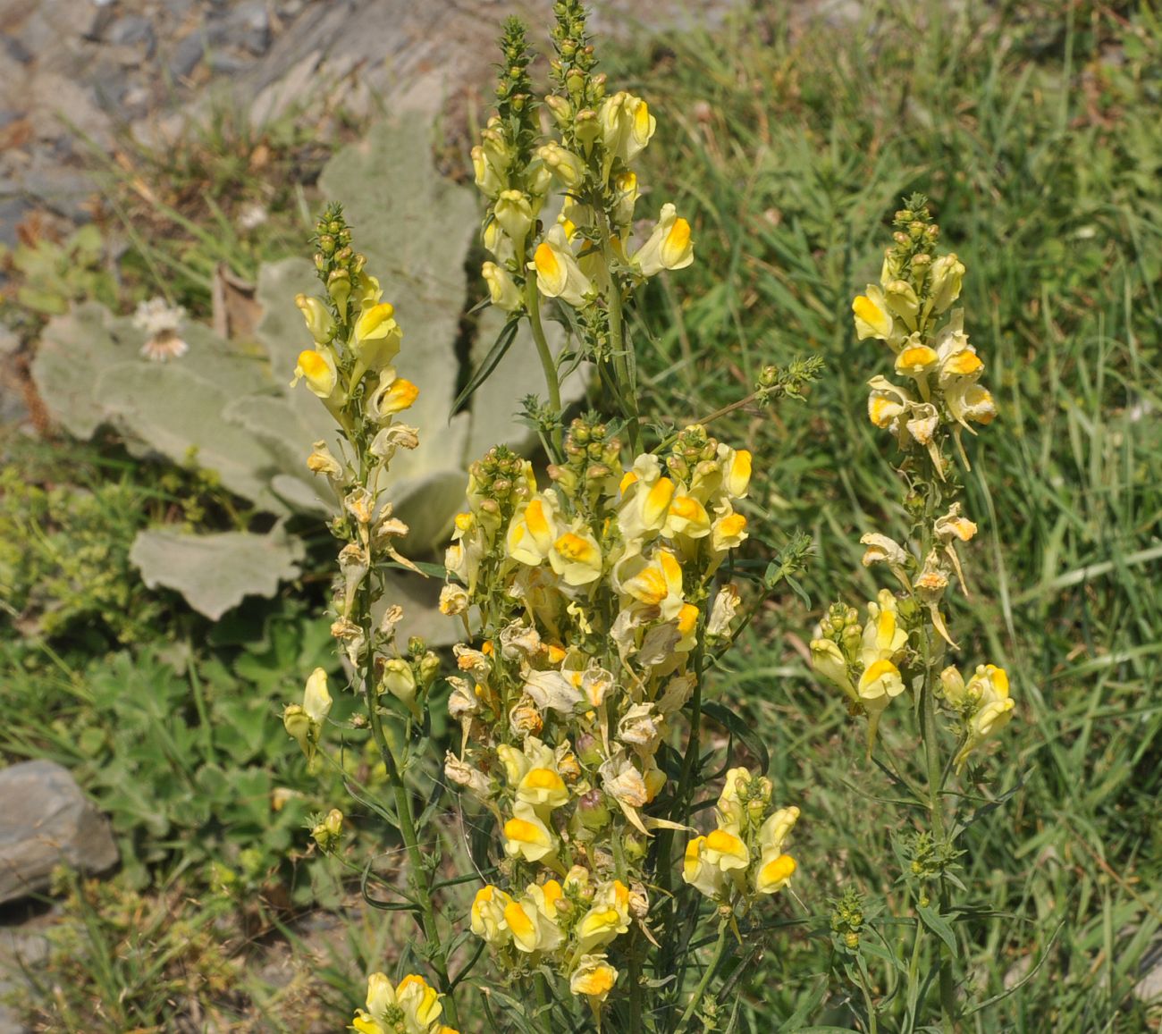 Image of Linaria vulgaris specimen.