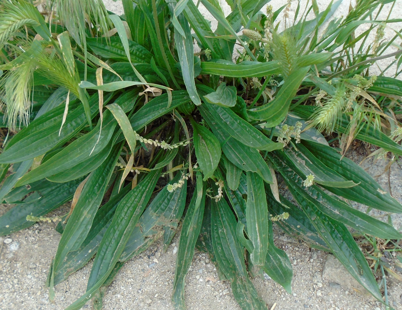 Изображение особи Plantago lanceolata.