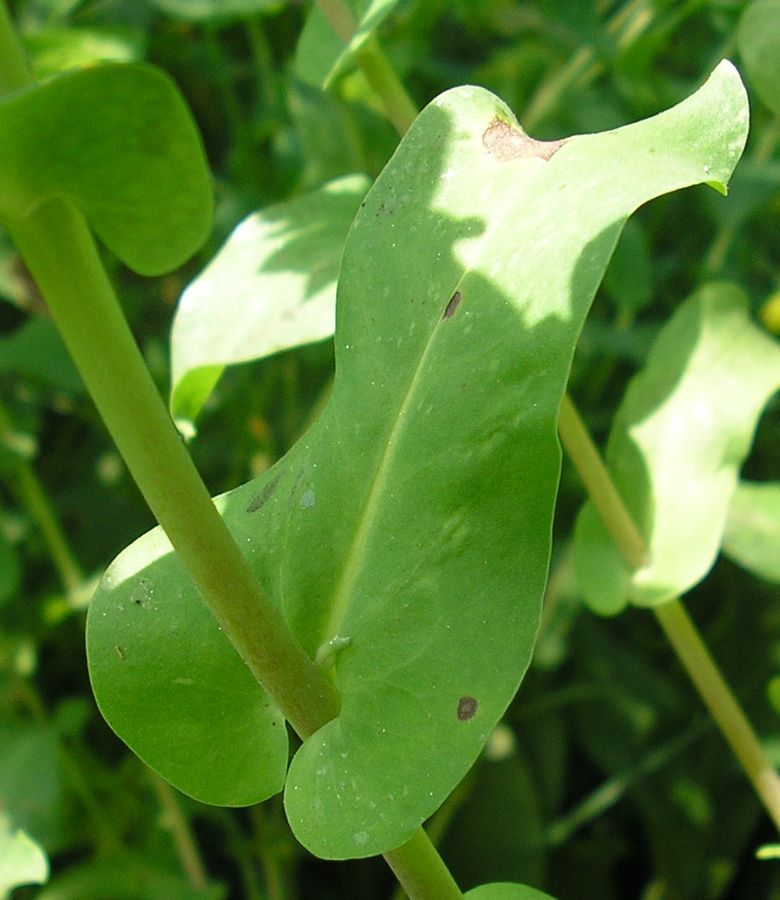 Image of Cerinthe minor specimen.