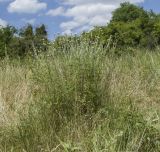 Anthemis tinctoria. Зацветающее растение. Краснодарский край, Крымский р-н, окр. станицы Гладковская, зарастающий травой берег пруда. 03.06.2018.