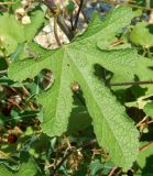 Alcea setosa. Лист. Черногория, окр. г. Котор, каменная стенка над р. Шкурда (Scurda). Июль 2018 г.