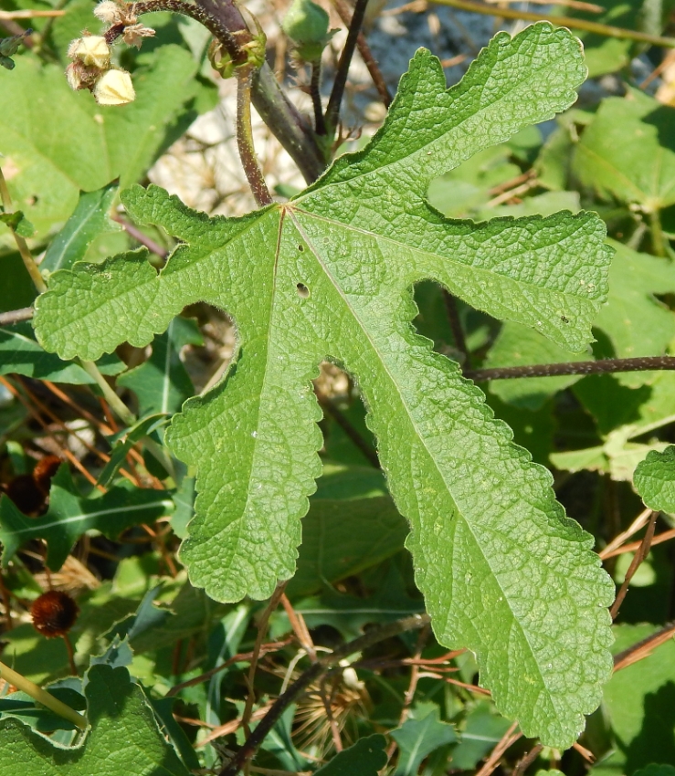 Image of Alcea setosa specimen.