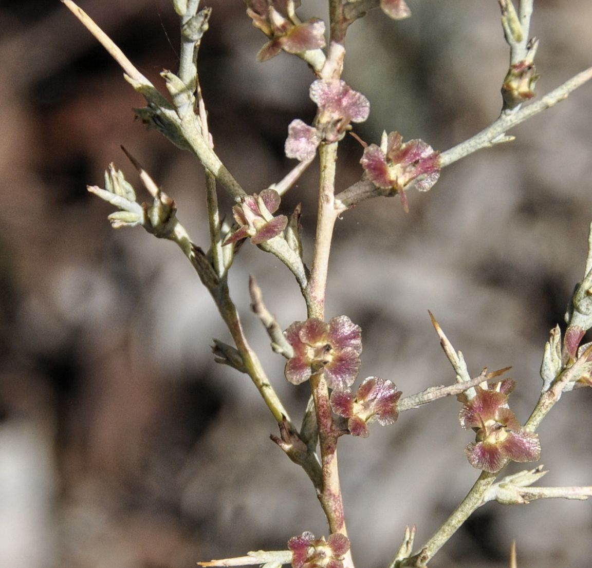 Изображение особи Noaea mucronata.