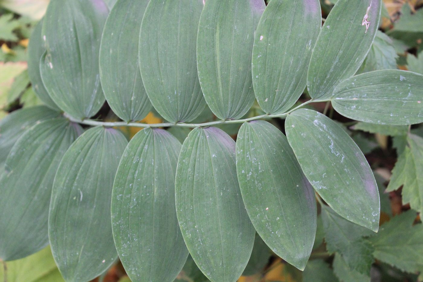 Image of genus Polygonatum specimen.