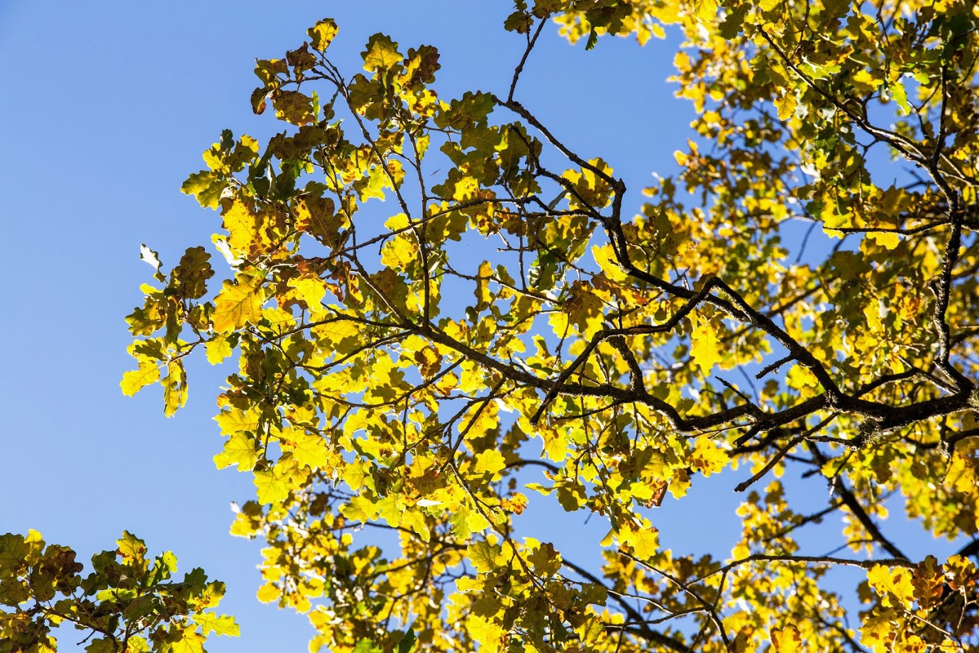 Изображение особи Quercus petraea.