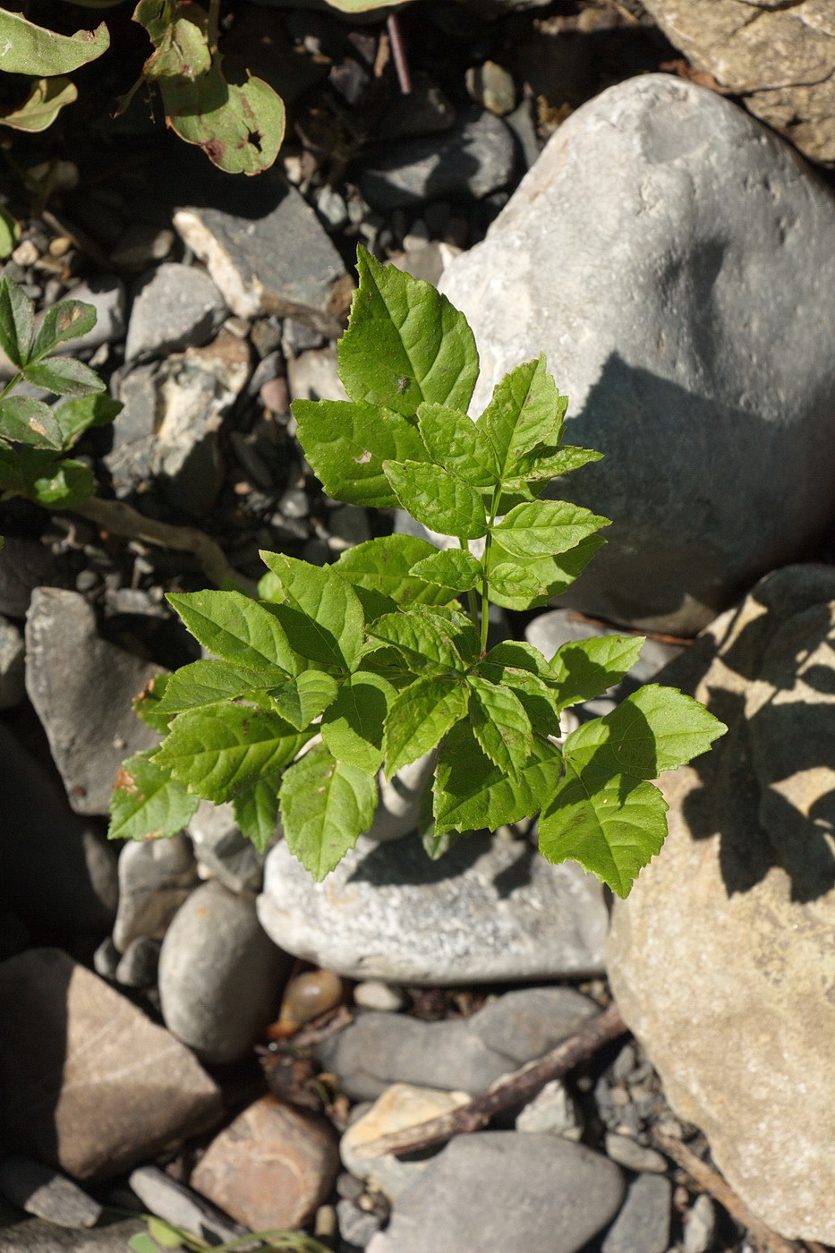 Image of Fraxinus excelsior specimen.