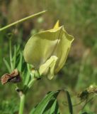 Vicia grandiflora. Цветок. Дагестан, Кумторкалинский р-н, хр. Нарат-Тюбе, каменистый склон. 10.05.2018.