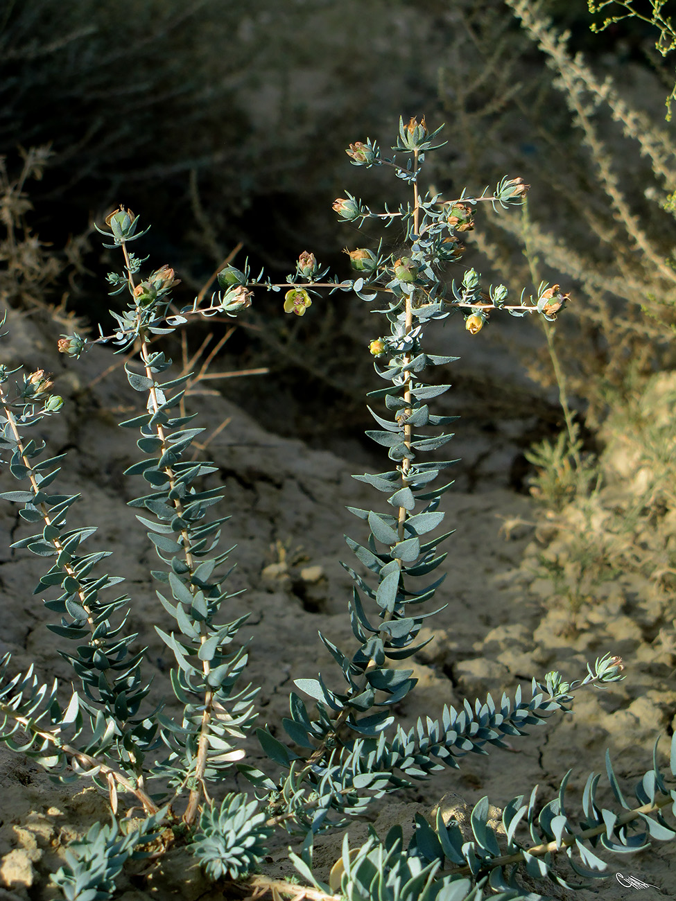 Image of Reaumuria turkestanica specimen.