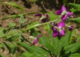 Matthiola incana