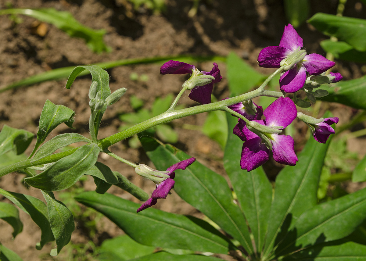 Image of Matthiola incana specimen.