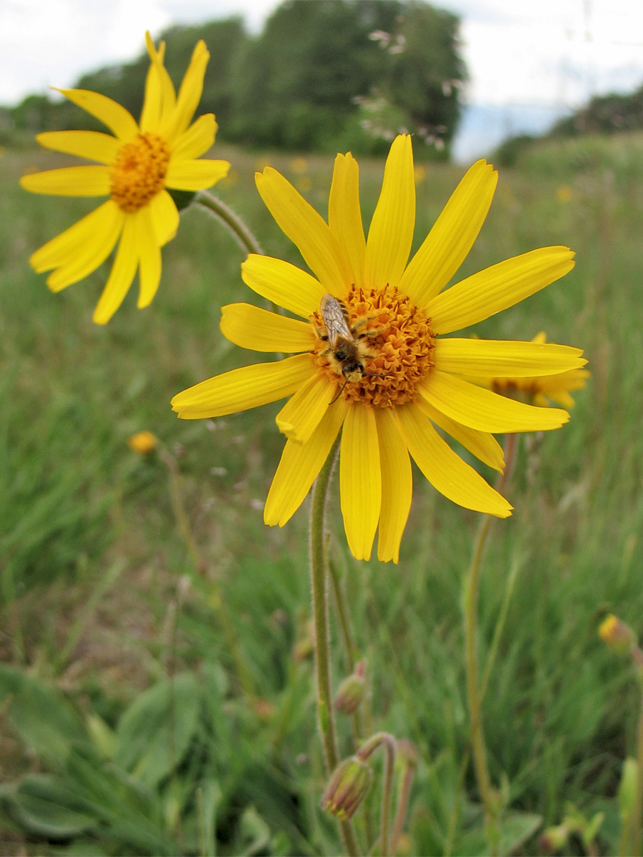 Изображение особи Arnica montana.