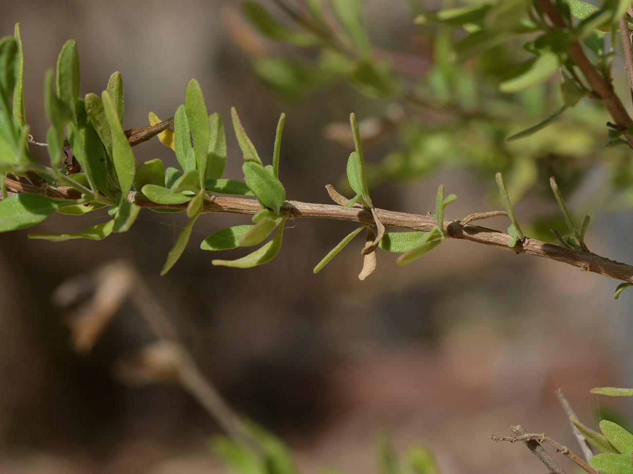 Изображение особи Salvia greggii.