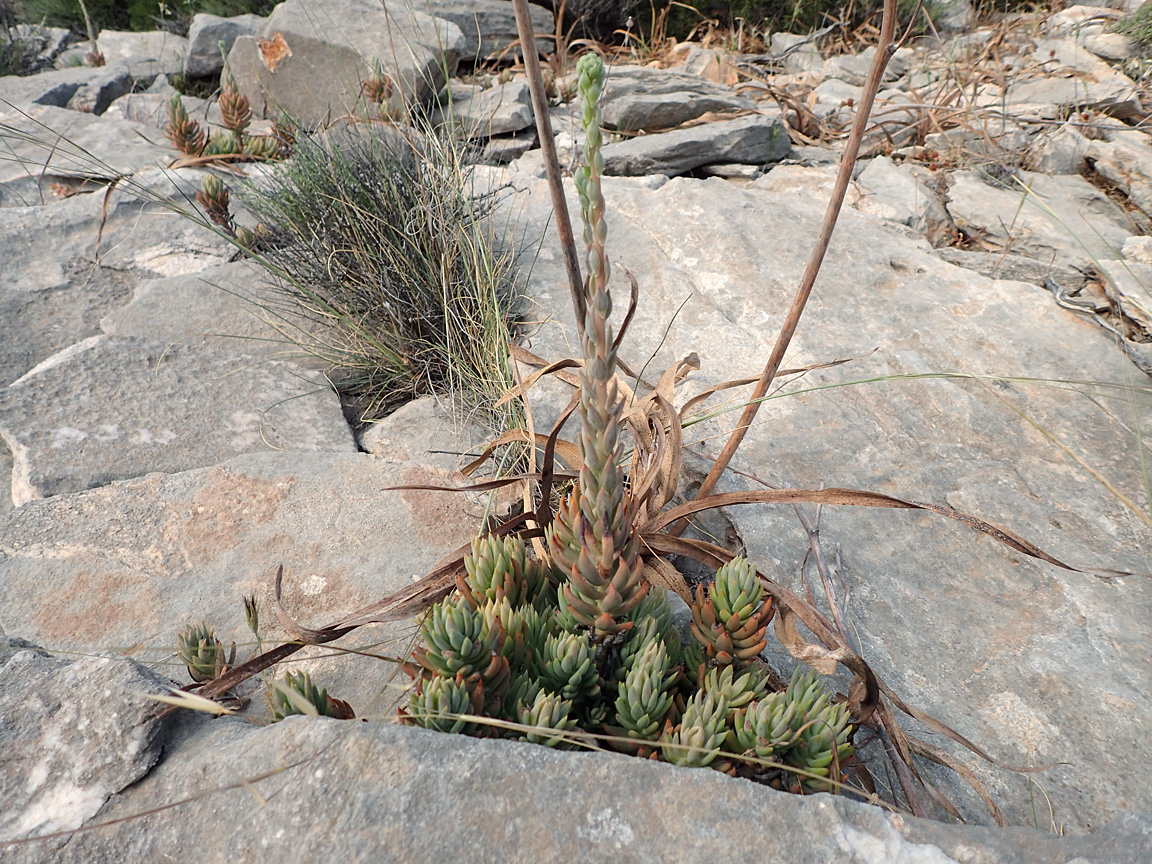 Image of Sedum sediforme specimen.