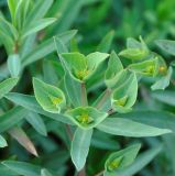 Euphorbia terracina