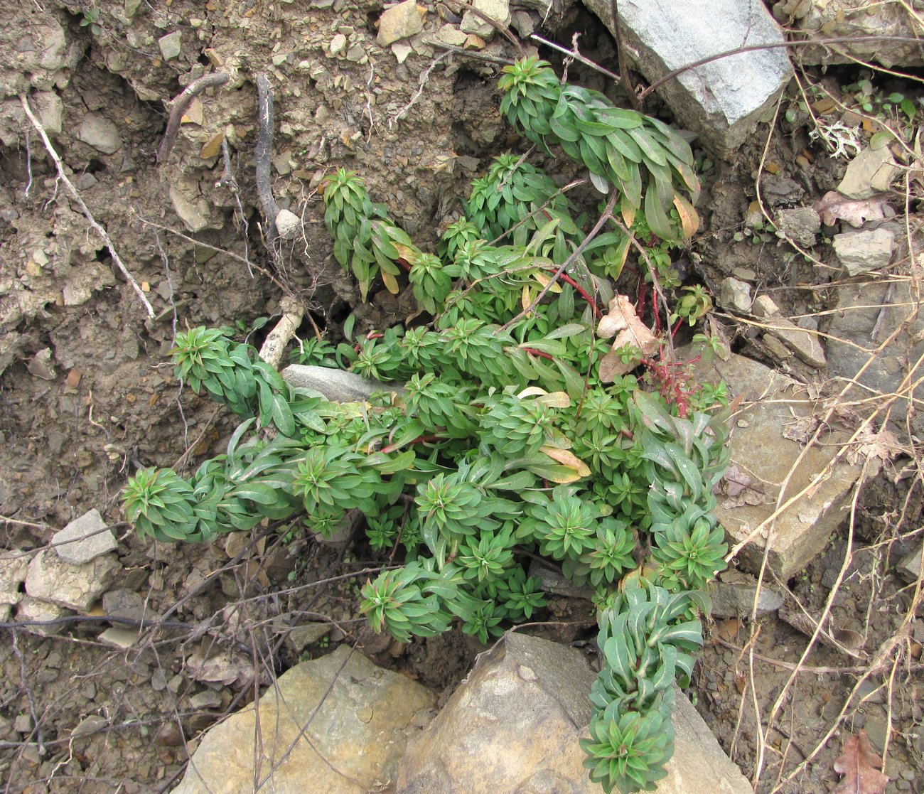 Изображение особи Euphorbia stricta.