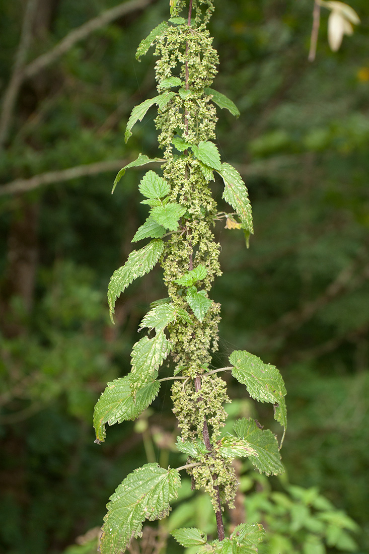 Изображение особи Urtica dioica.