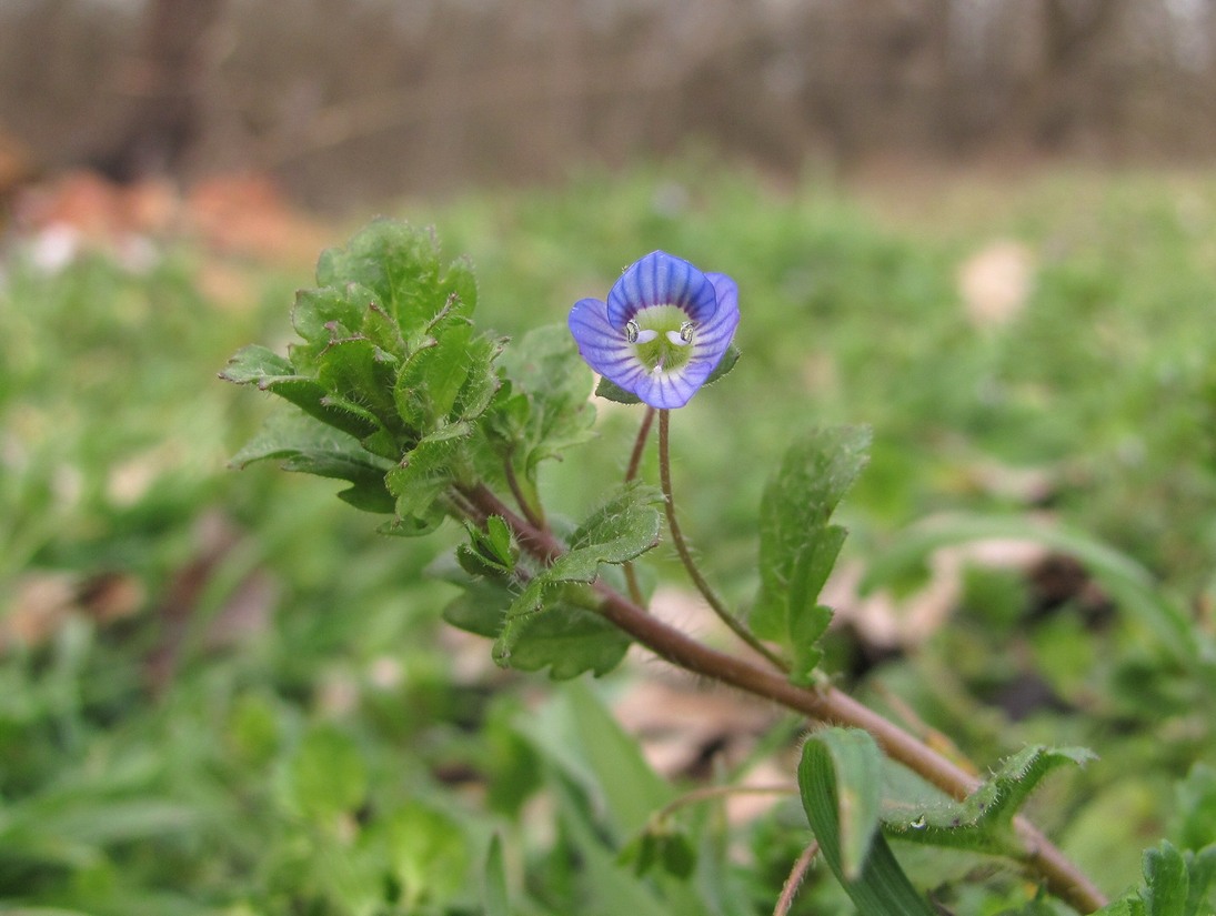 Image of Veronica persica specimen.