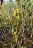 Scheuchzeria palustris. Плодоносящее растение. Окр. Архангельска, болото. 14.08.2011.