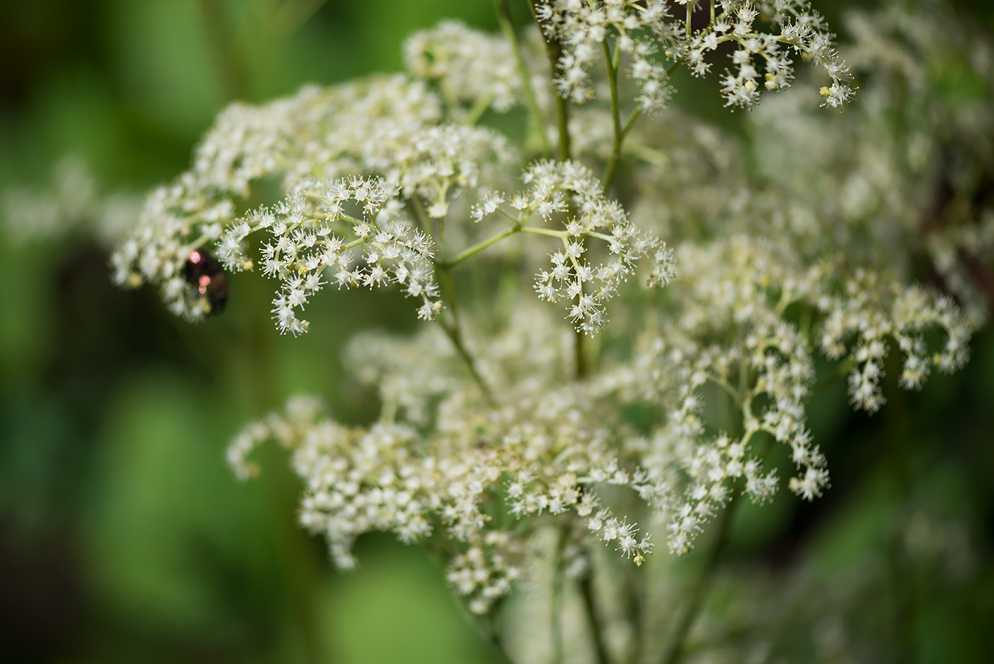 Изображение особи Rodgersia aesculifolia.