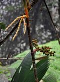 Pinanga polymorpha. Часть побега с отцветшим соцветием и соплодием с незрелыми плодами. Малайзия, Камеронское нагорье, гора Ирау, ≈ 1800 м н.у.м., туманный (моховой) лес. 04.05.2017.