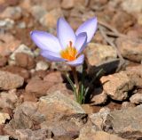 Crocus cyprius