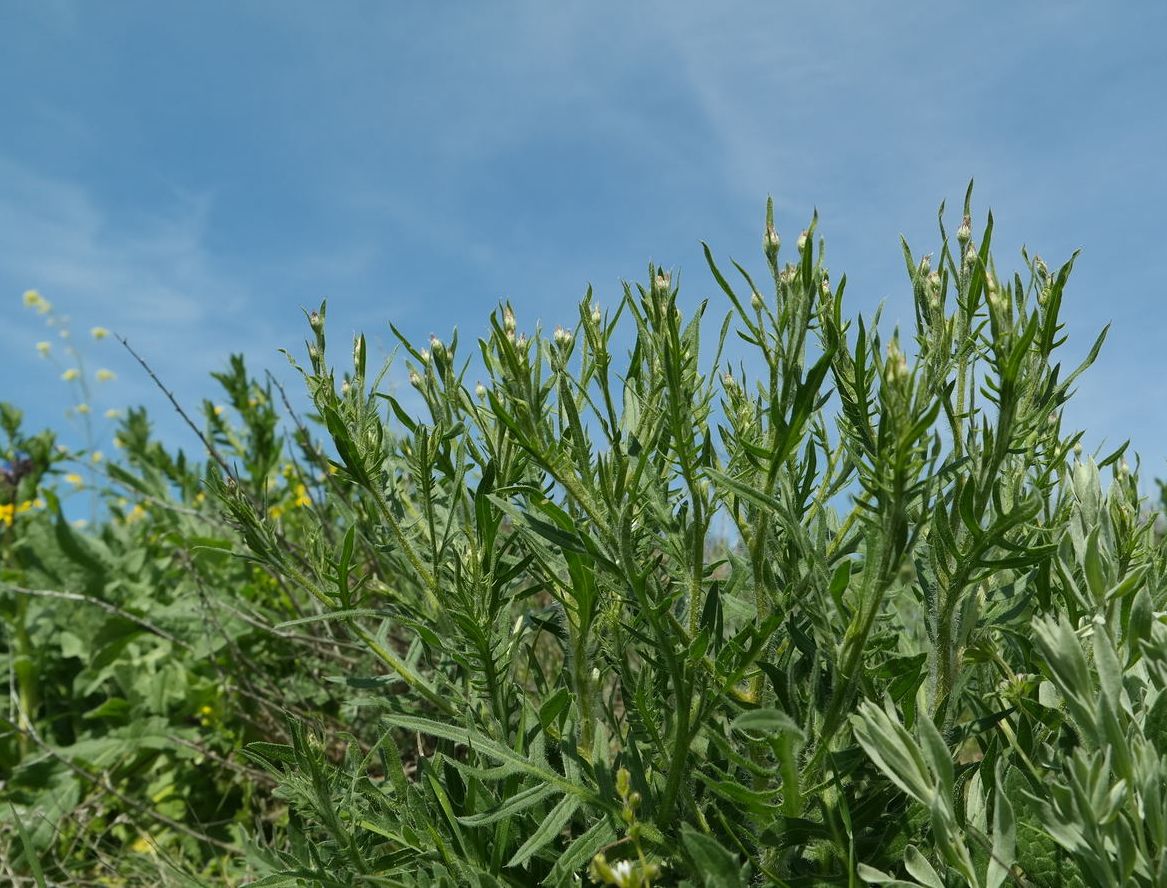 Image of Klasea erucifolia specimen.