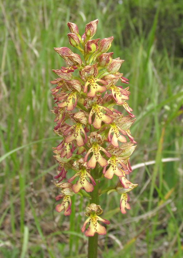 Изображение особи Orchis &times; wulffiana.