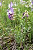 Vicia subvillosa