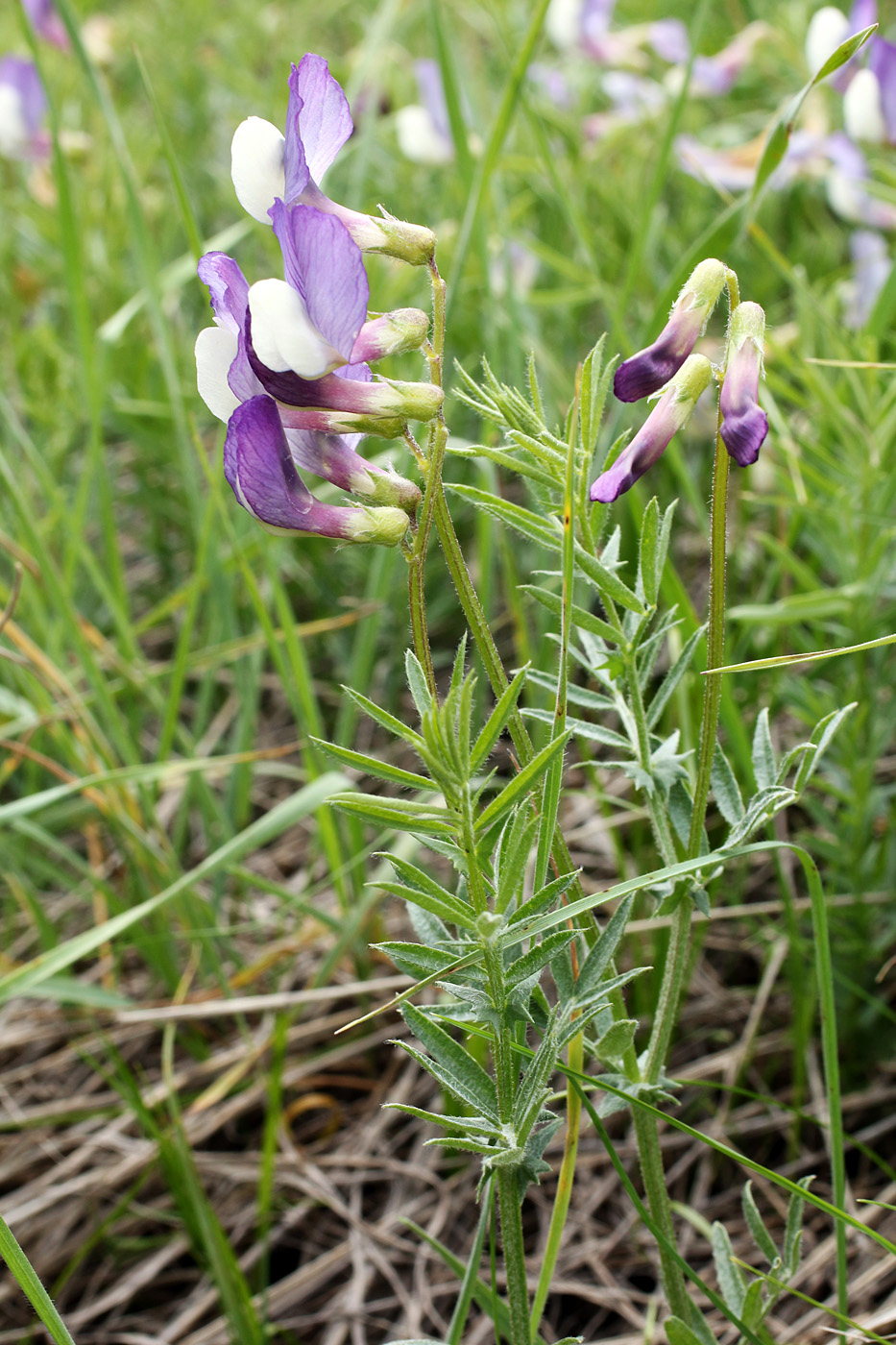 Изображение особи Vicia subvillosa.