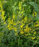 Genista tinctoria. Цветущее растение. Куст до 80 см в высоту. Украина, Закарпатская обл., Тячевский р-н, с. Усть-Черная, поляна возле турбазы \"Ялинка\". 28.06.2010.