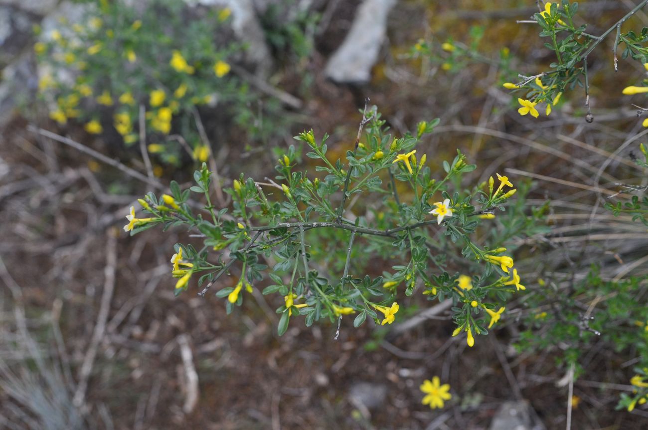 Image of Jasminum fruticans specimen.