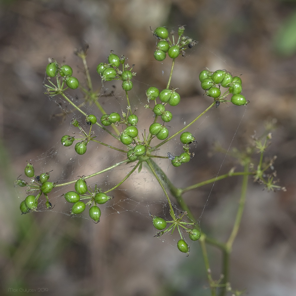 Изображение особи Physospermum cornubiense.