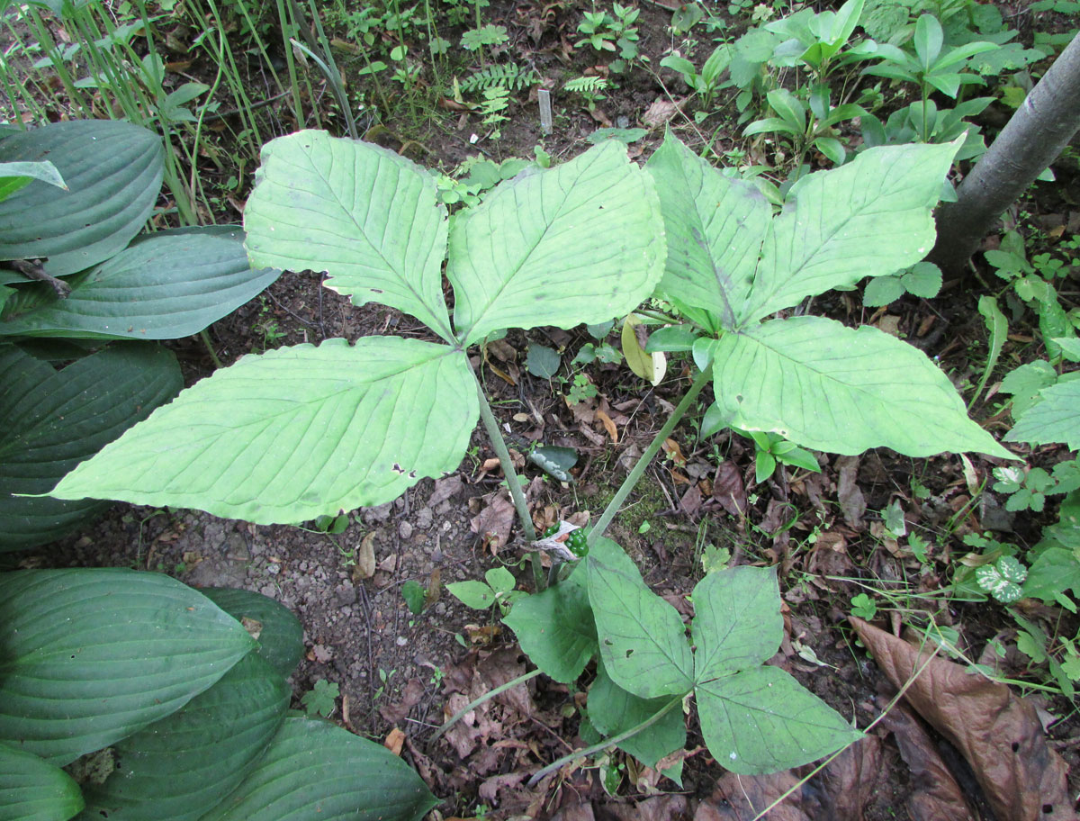 Изображение особи Arisaema elephas.