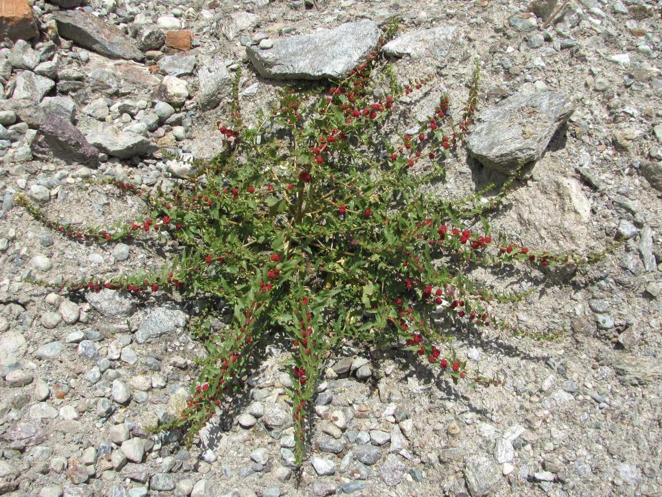 Image of Blitum virgatum specimen.