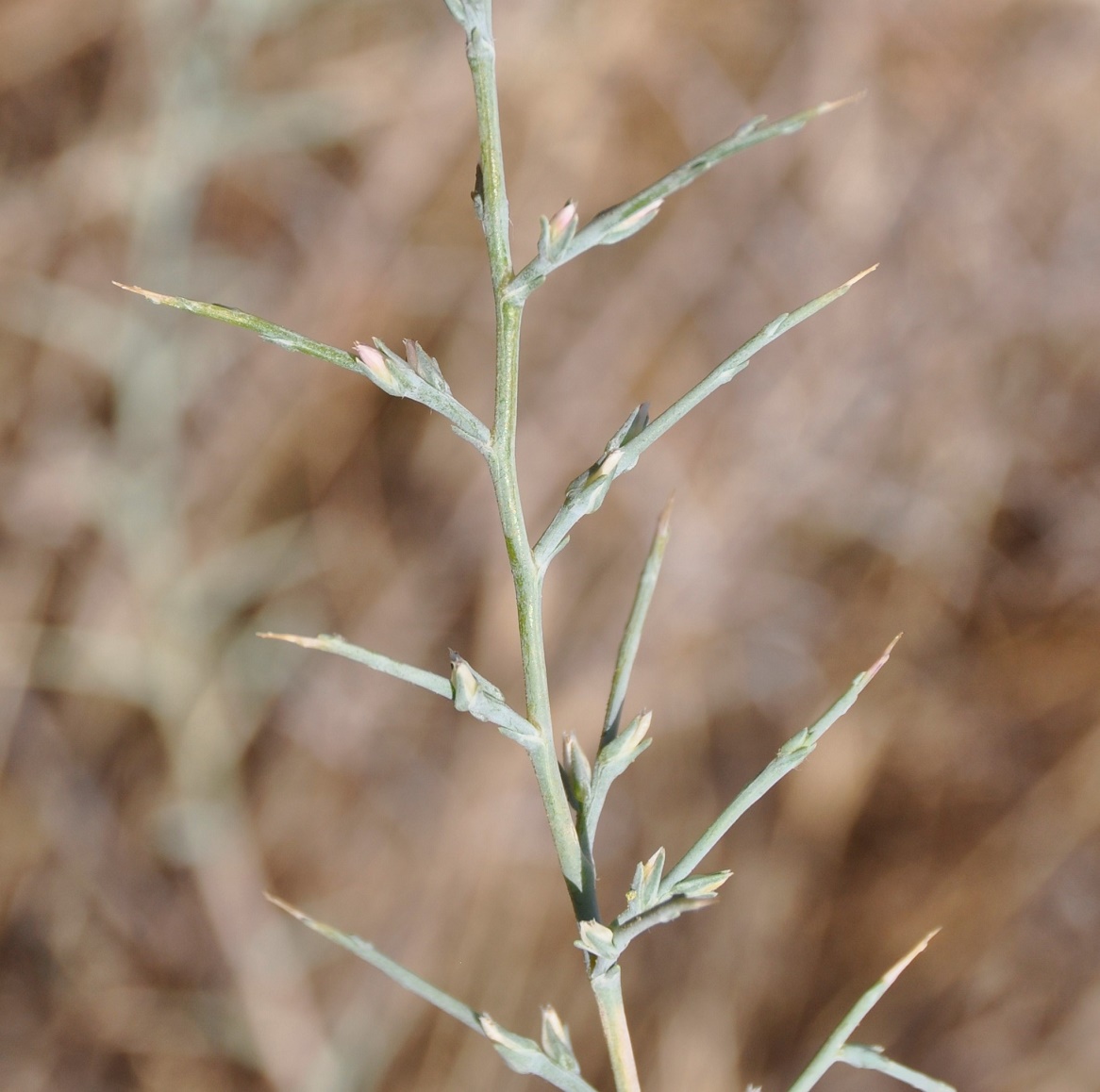 Изображение особи Noaea mucronata.