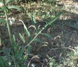 Centaurea subspecies glehnii