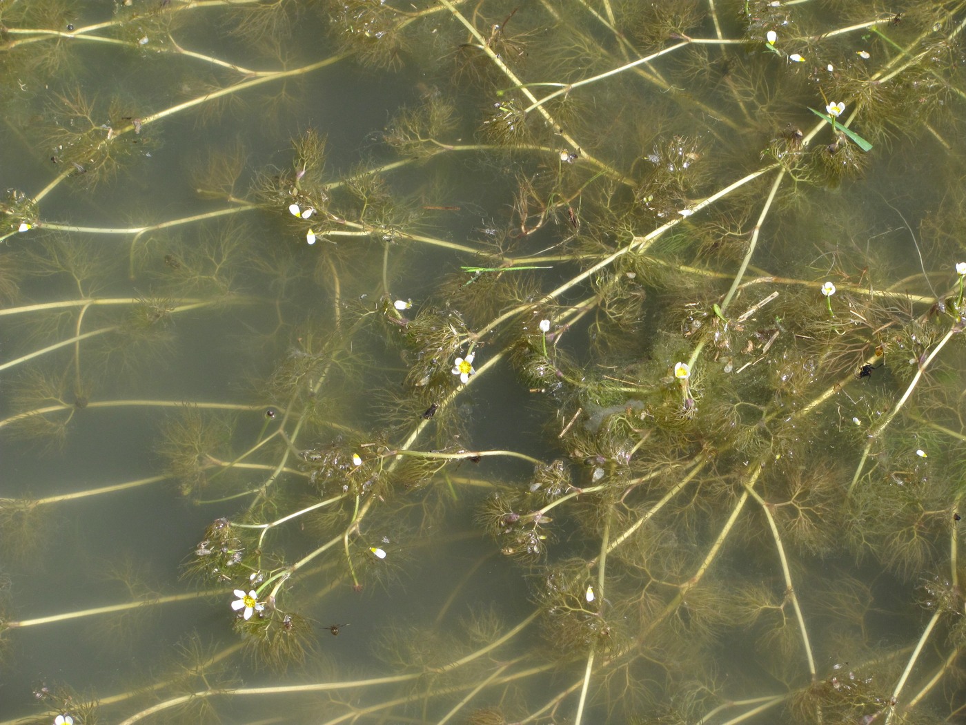 Image of genus Batrachium specimen.