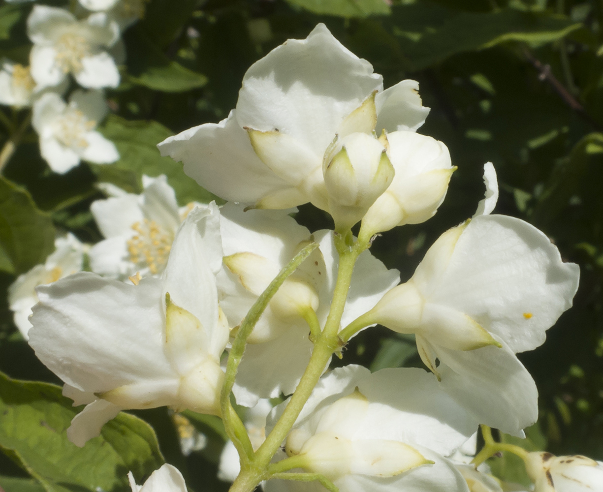 Image of Philadelphus caucasicus specimen.