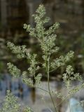 Lepidium latifolium