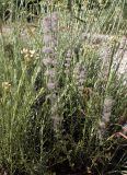 Micromeria nervosa