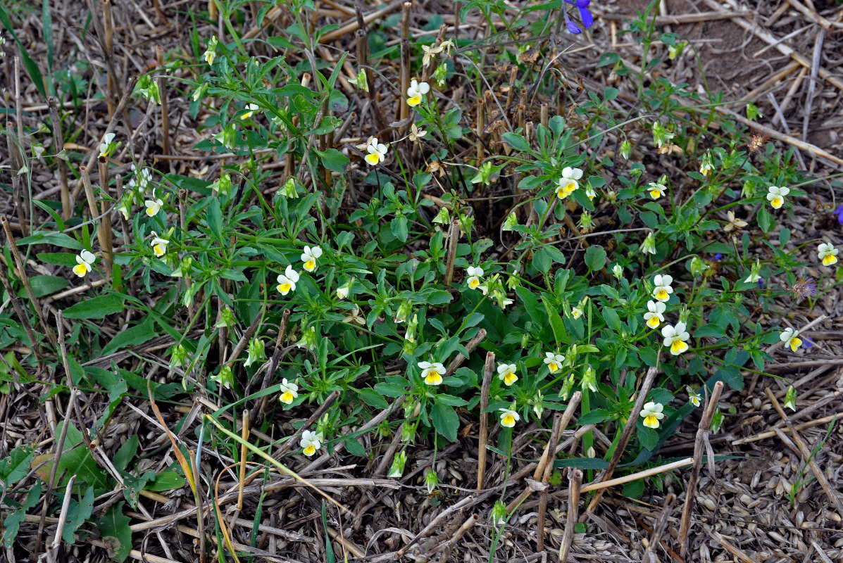 Image of Viola arvensis specimen.