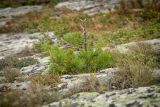 Pinus sylvestris. Угнетённая особь на скале в горно-тундровом поясе. Челябинская обл., Саткинский р-н, национальный парк \"Зюраткуль\", гора Большой Нургуш, ~1400 м н.у.м. 11.08.2019.