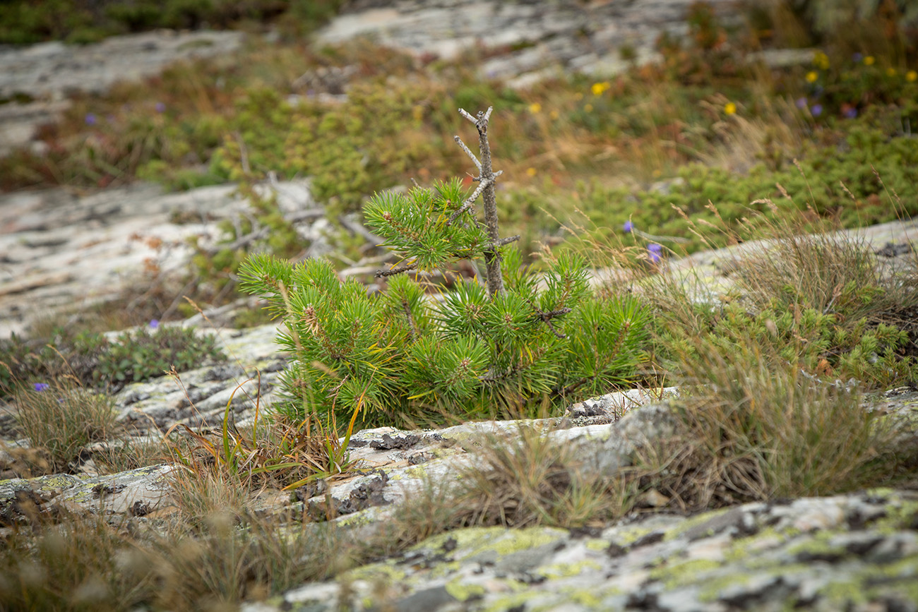 Image of Pinus sylvestris specimen.