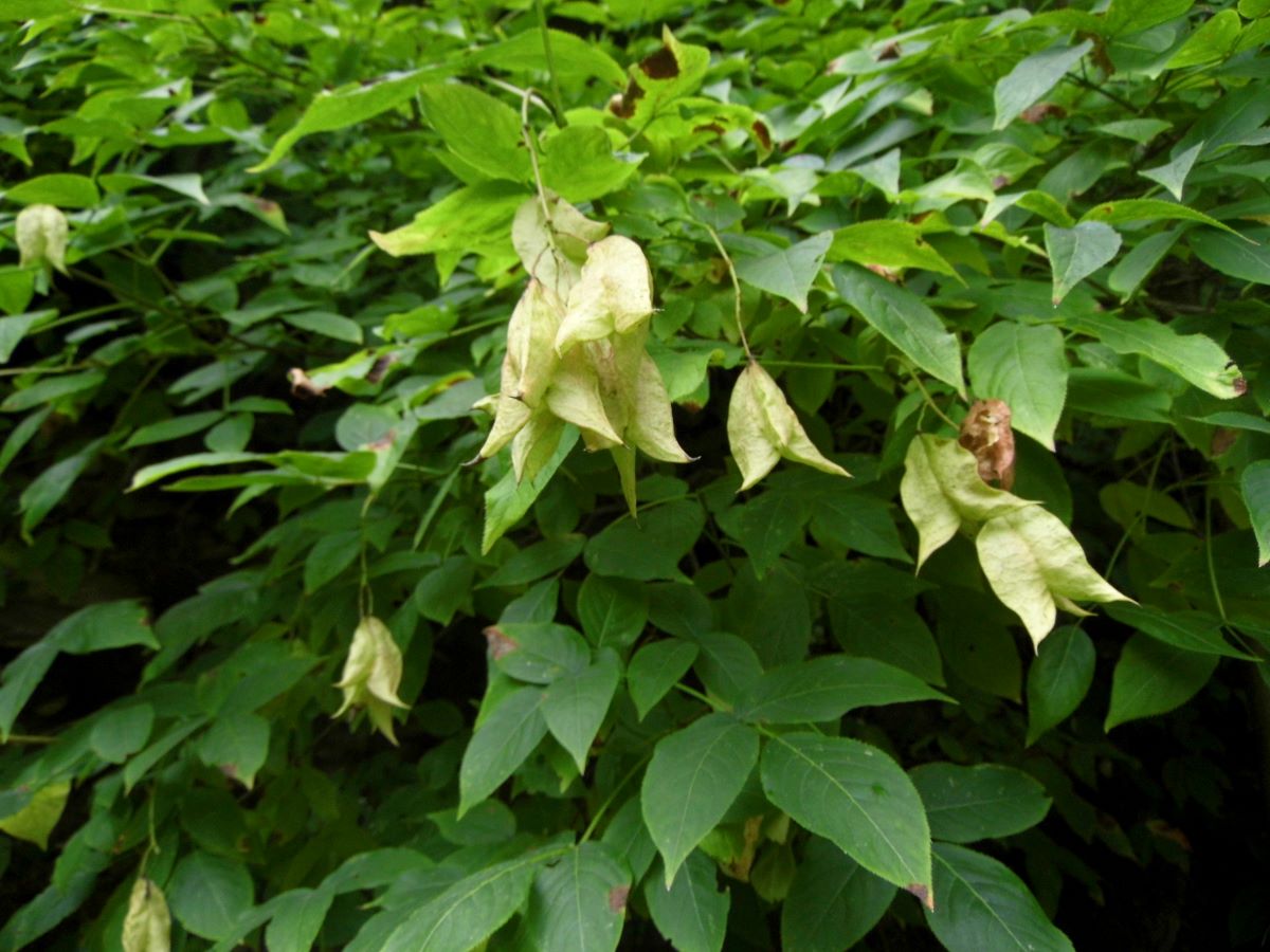 Image of Staphylea colchica specimen.