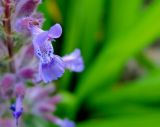 Nepeta mussinii