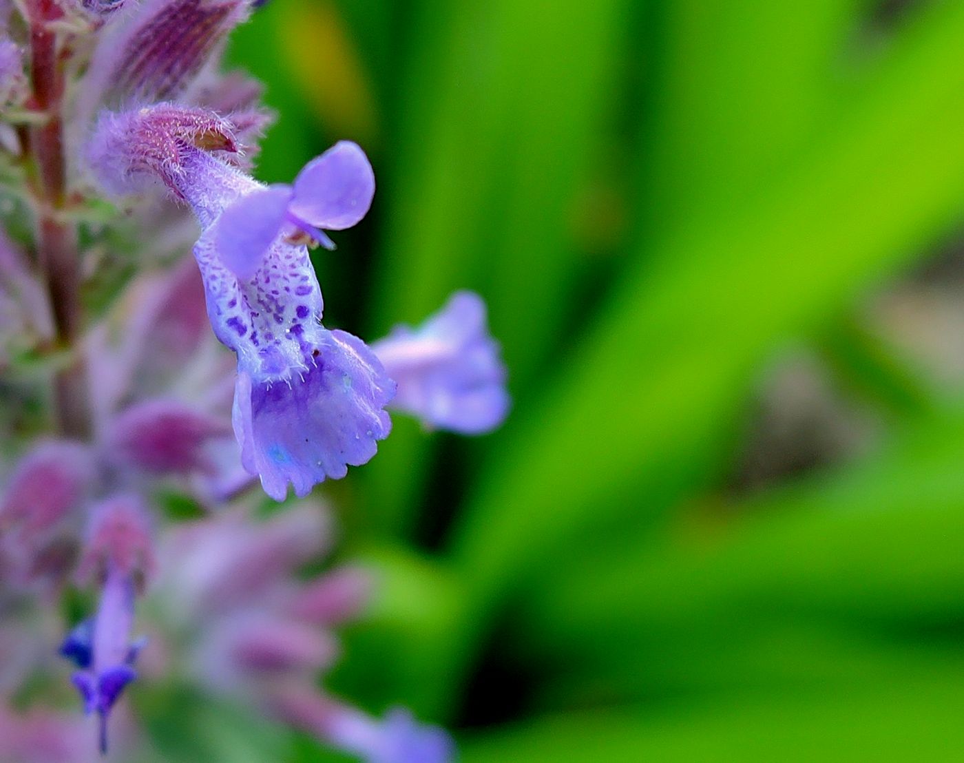 Изображение особи Nepeta mussinii.