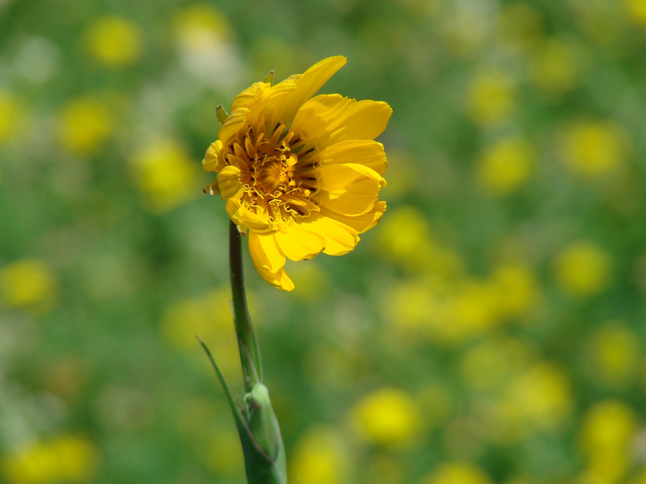 Изображение особи Tragopogon orientalis.